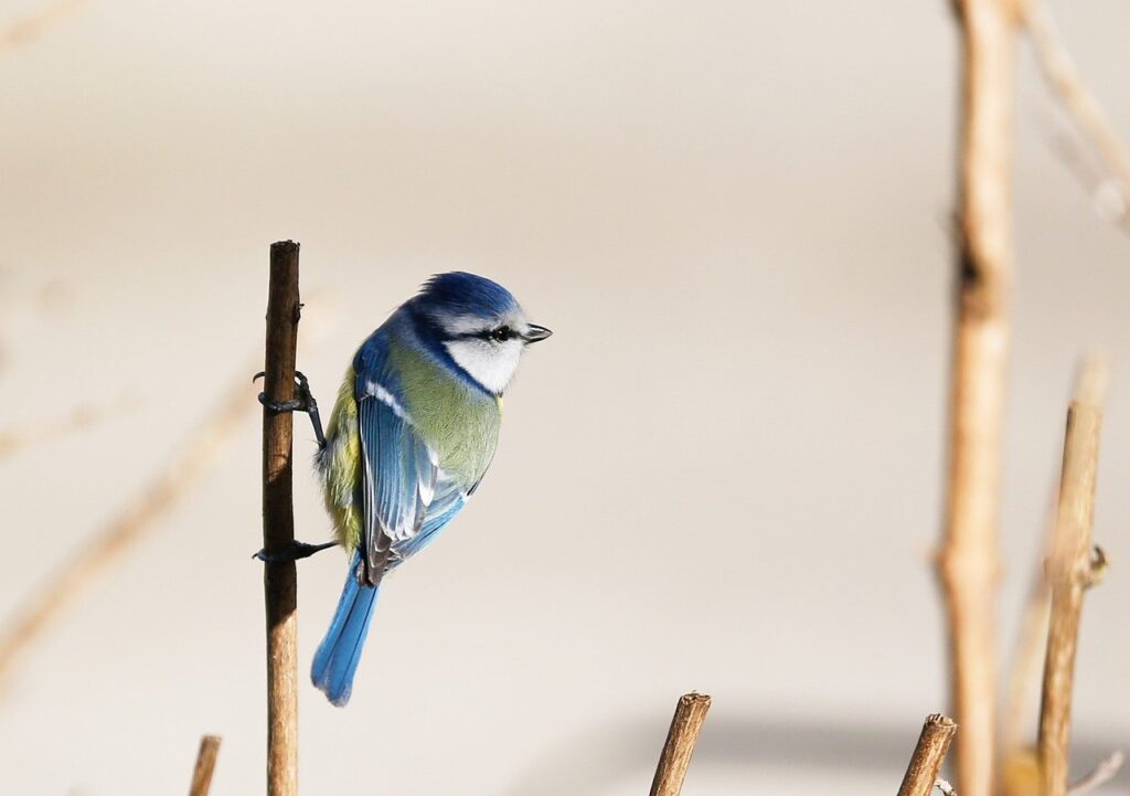 bird, blue tit, ornithology-7016926.jpg